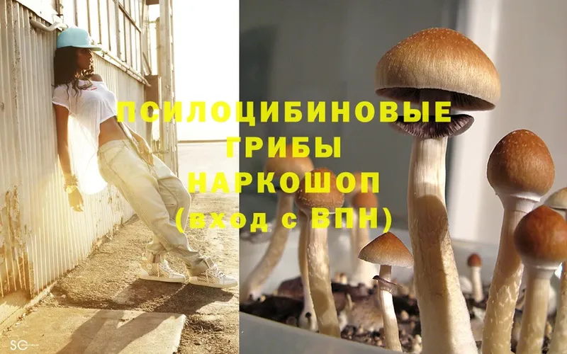 Псилоцибиновые грибы Psilocybine cubensis  где продают   Дагестанские Огни 